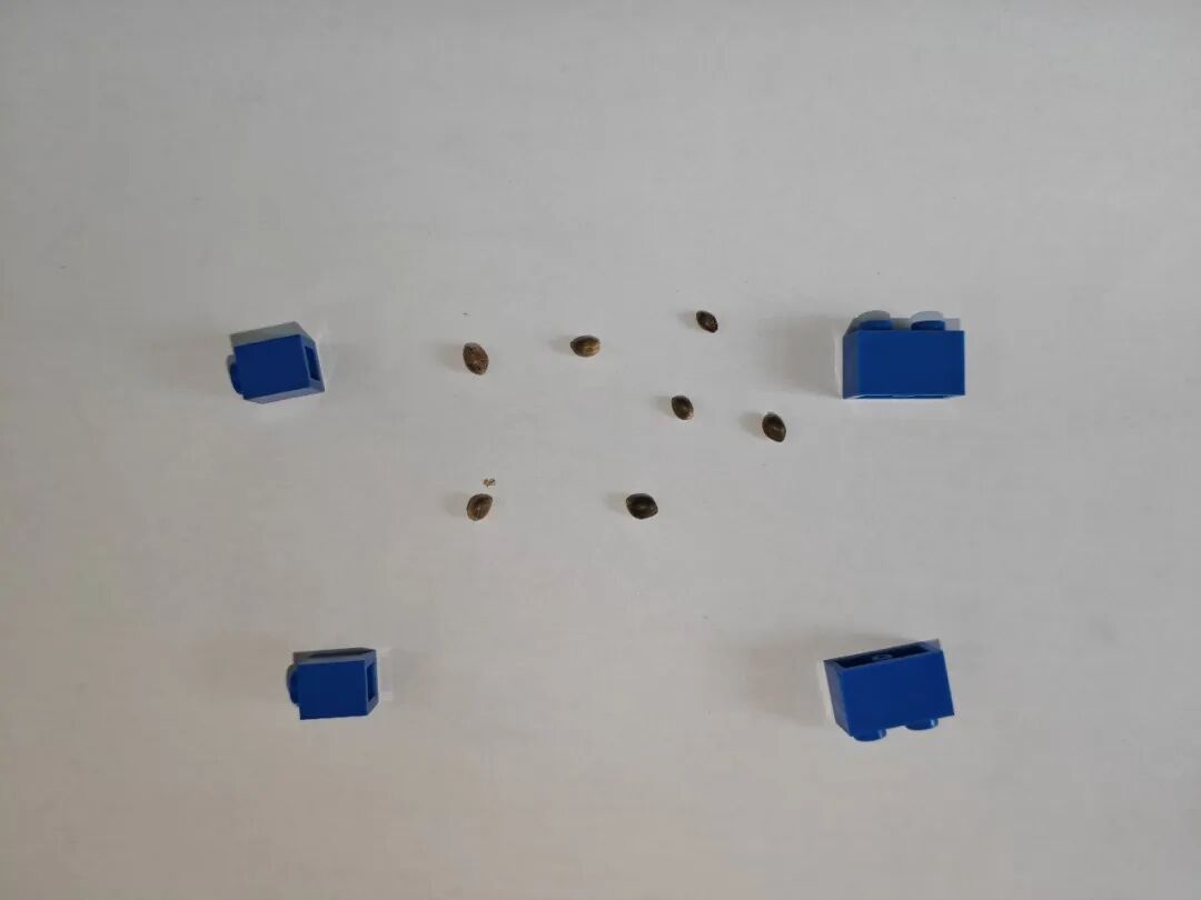 玩具积木中夹藏大麻种子，难逃“火眼金睛”