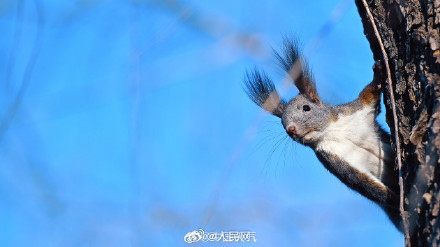 这只松鼠好像知道自己很可爱