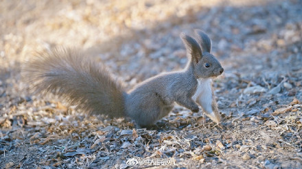 这只松鼠好像知道自己很可爱