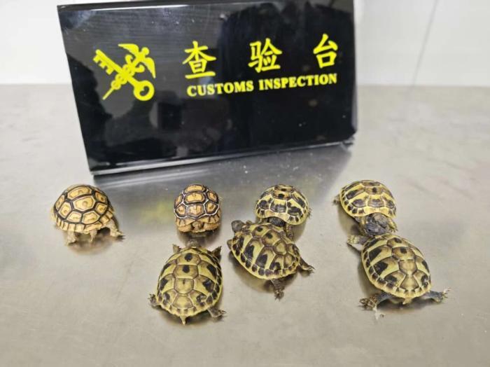 旅客违规携带13只濒危陆龟入境 被罗湖海关查获