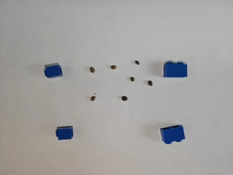 7粒大麻种子，藏在拼好的乐高里！杭州海关查获“积木夹心”走私案