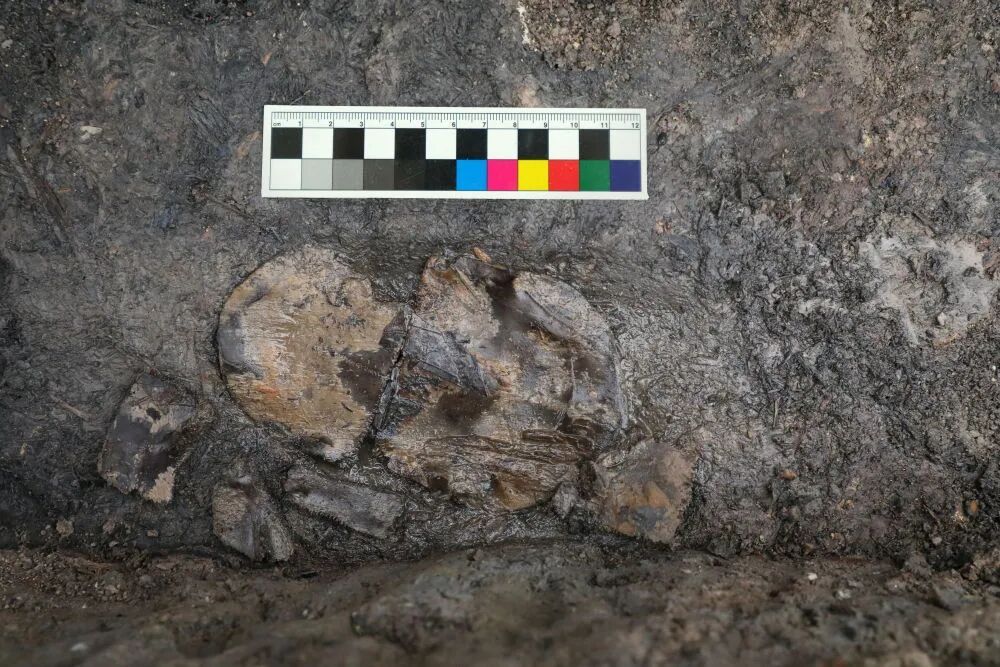 中国的家猫、家犬从哪来？有答案了