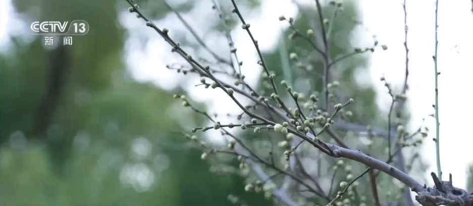 小寒节气 | 寒极迎春到，喜得梅花扑鼻香