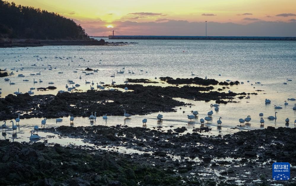 大批大天鹅在山东荣成越冬
