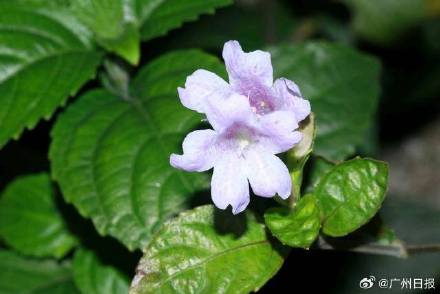 丹霞山发现3个世界新物种