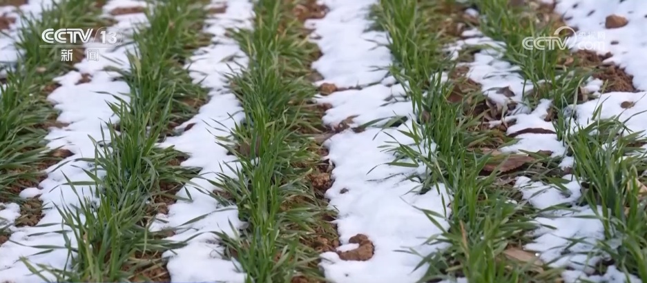 柑橘甜、菜飘香 冬日的田野蕴藏勃勃生机 果蔬丰收助力乡村振兴