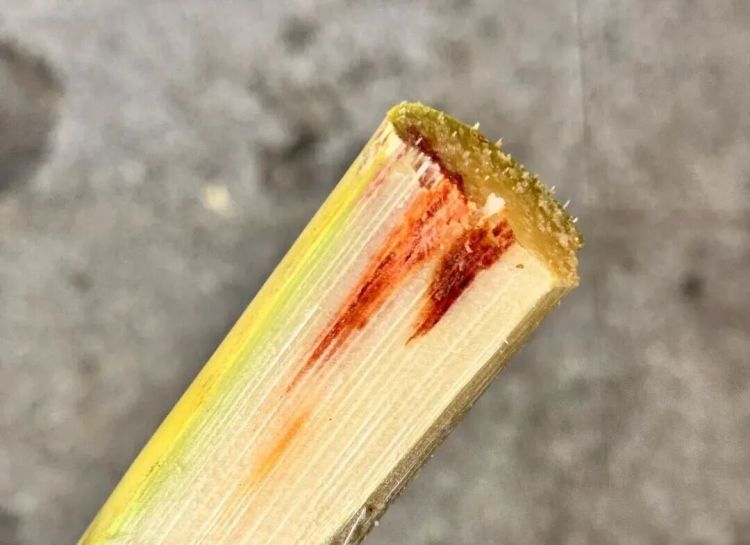 别吃！赶紧扔掉！正大量上市，很多人爱吃