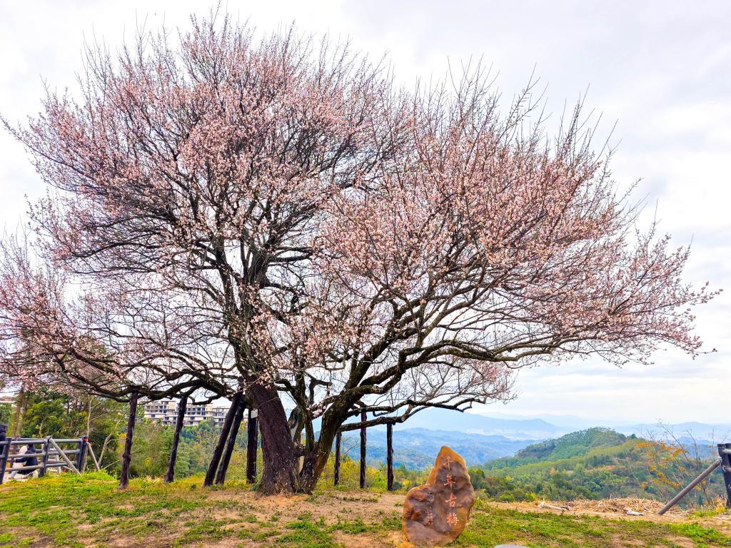 节令之美|小寒：梅开鸟归渚，桔红腊味香