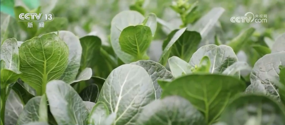 柑橘甜、菜飘香 冬日的田野蕴藏勃勃生机 果蔬丰收助力乡村振兴