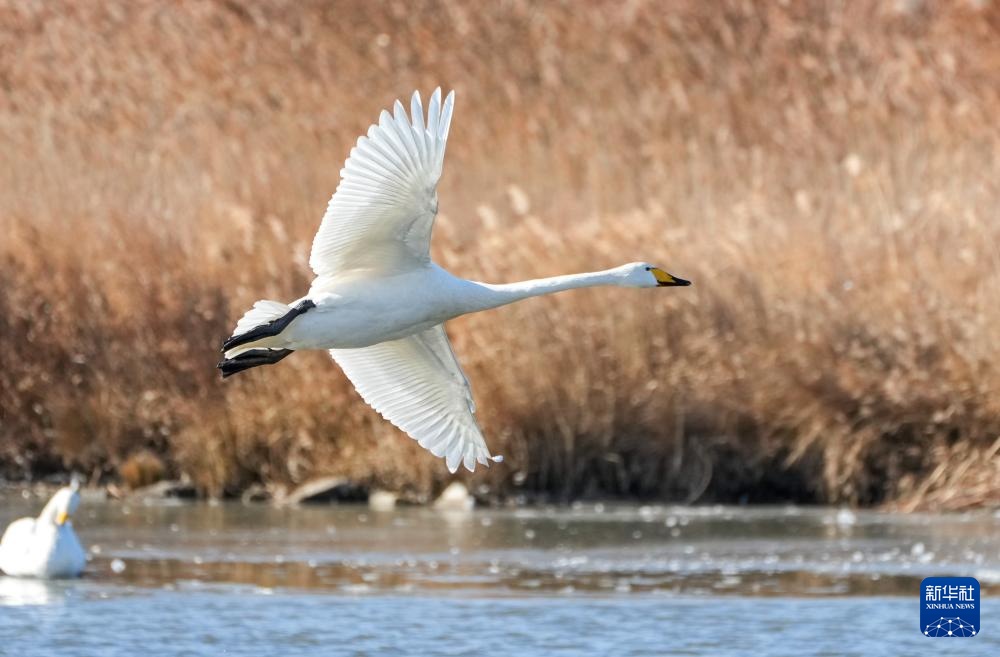 大批大天鹅在山东荣成越冬