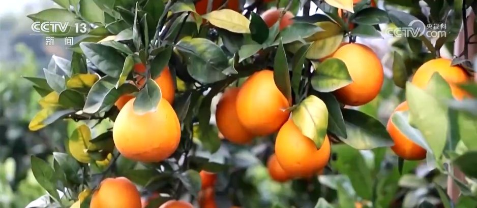 柑橘甜、菜飘香 冬日的田野蕴藏勃勃生机 果蔬丰收助力乡村振兴