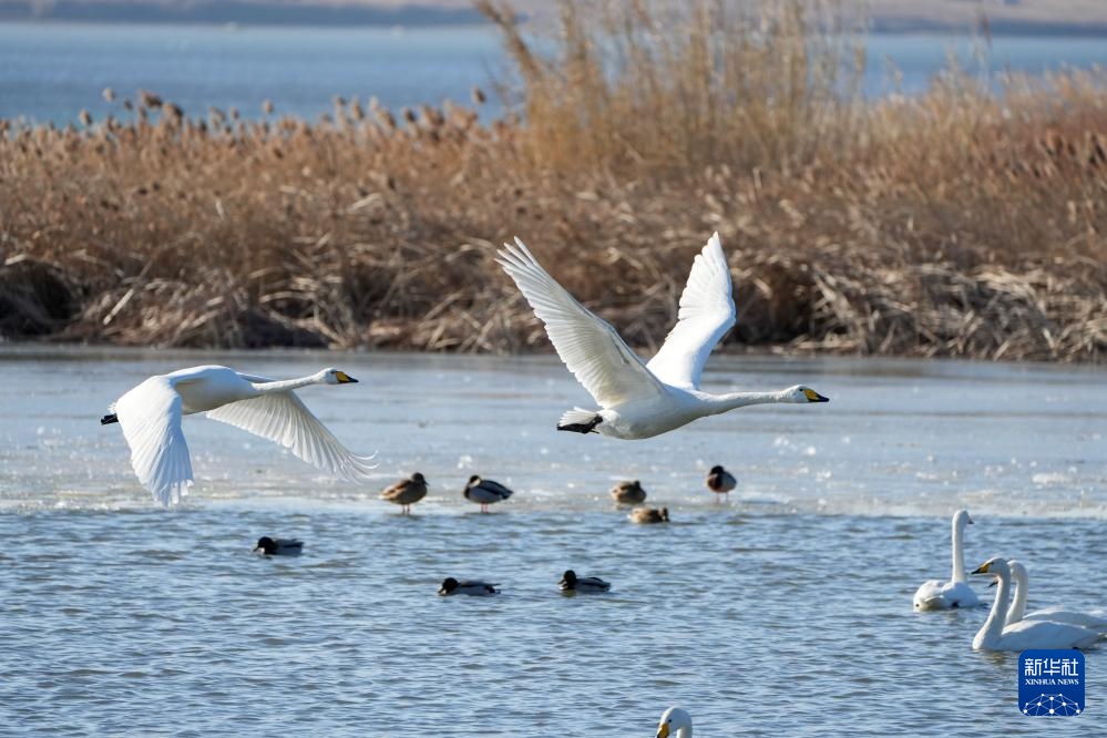 大批大天鹅在山东荣成越冬