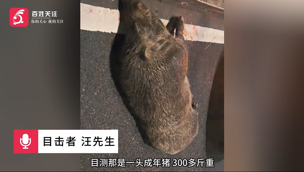 马路突现“二师兄”！江苏镇江一私家车遭野猪“吻”上，车损气囊被弹出