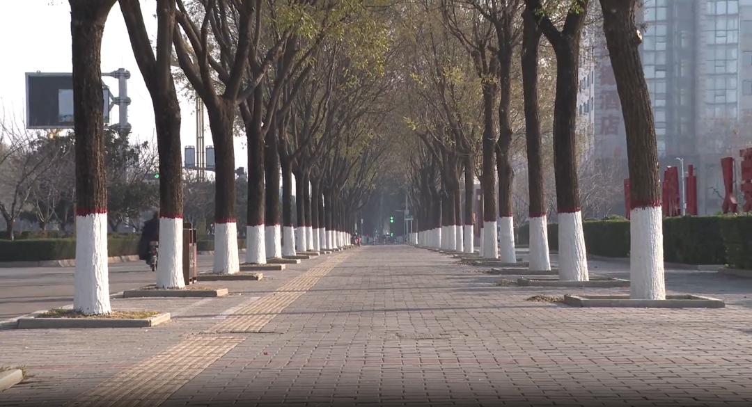 蝌学零距离 | 为什么每年冬天树干都会涂白? 蝌学零距离 | 为什么每年冬天树干都会涂白?