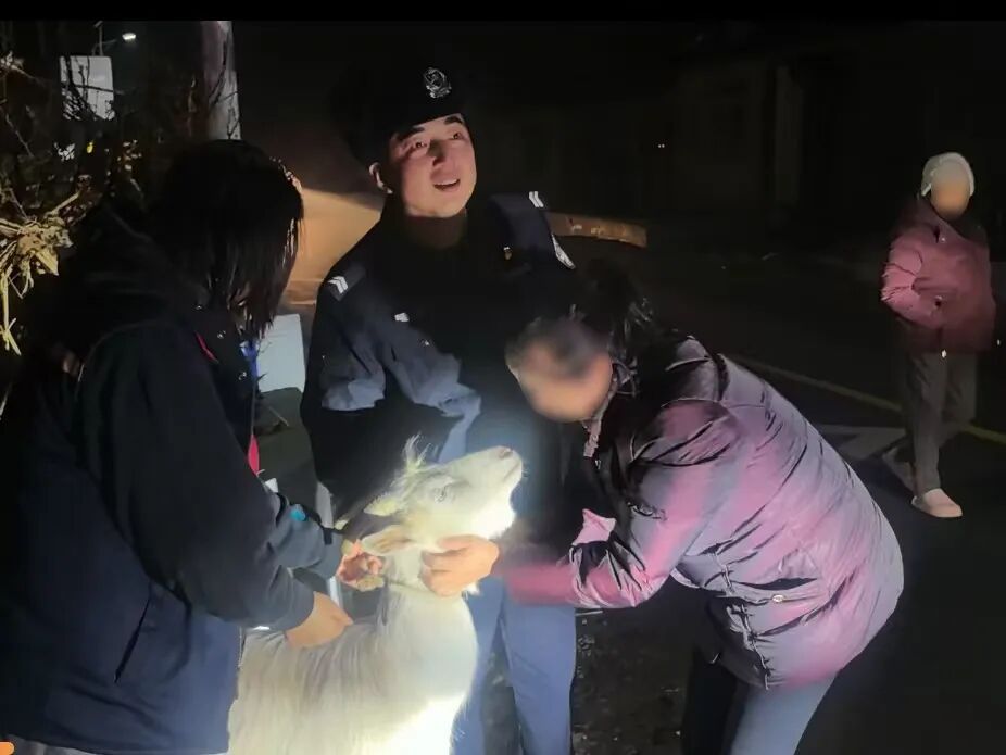 羊羊“离家出走”后……结局很暖！