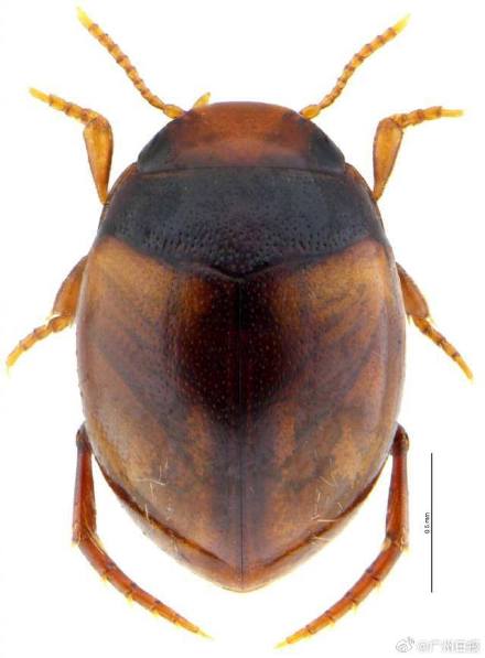 丹霞山发现3个世界新物种