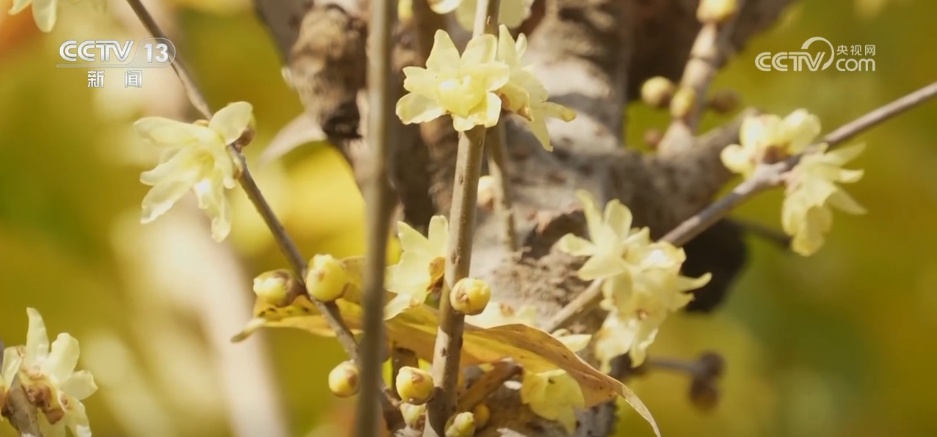 小寒节气 | 寒极迎春到，喜得梅花扑鼻香