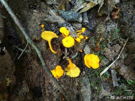 丹霞山发现3个世界新物种