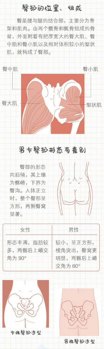 久坐的人一定要好好锻炼屁股 久坐的人一定要好好锻炼屁股