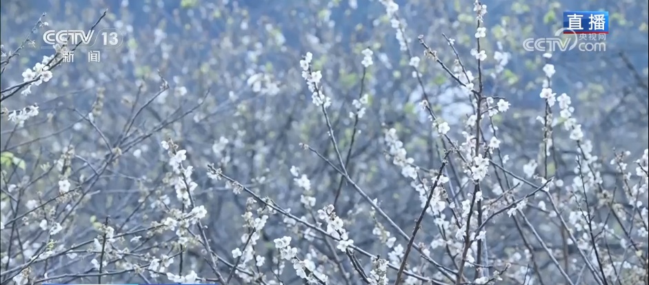 小寒节气 | 寒极迎春到，喜得梅花扑鼻香