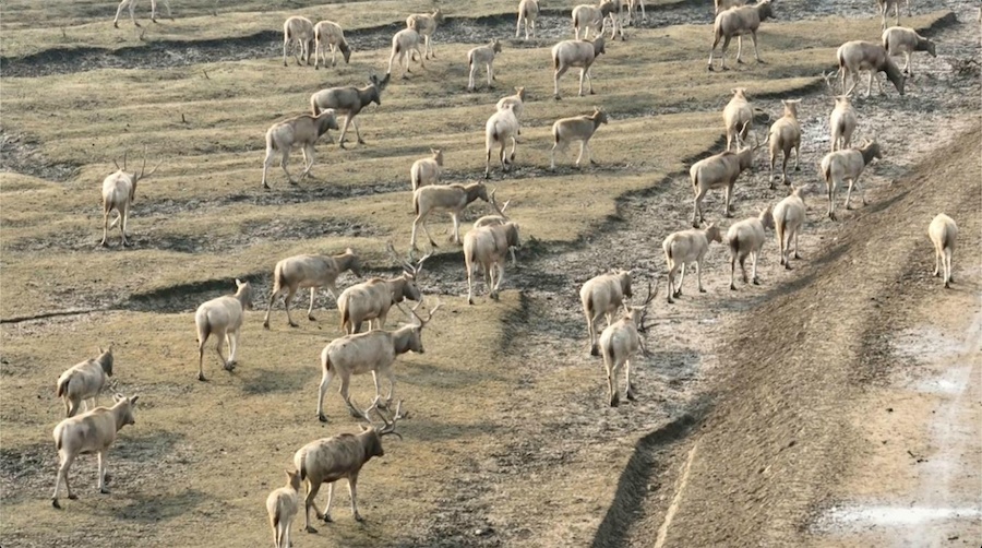 江苏盐城:科学管护助麋鹿温暖过冬 江苏盐城:科学管护助麋鹿温暖过冬