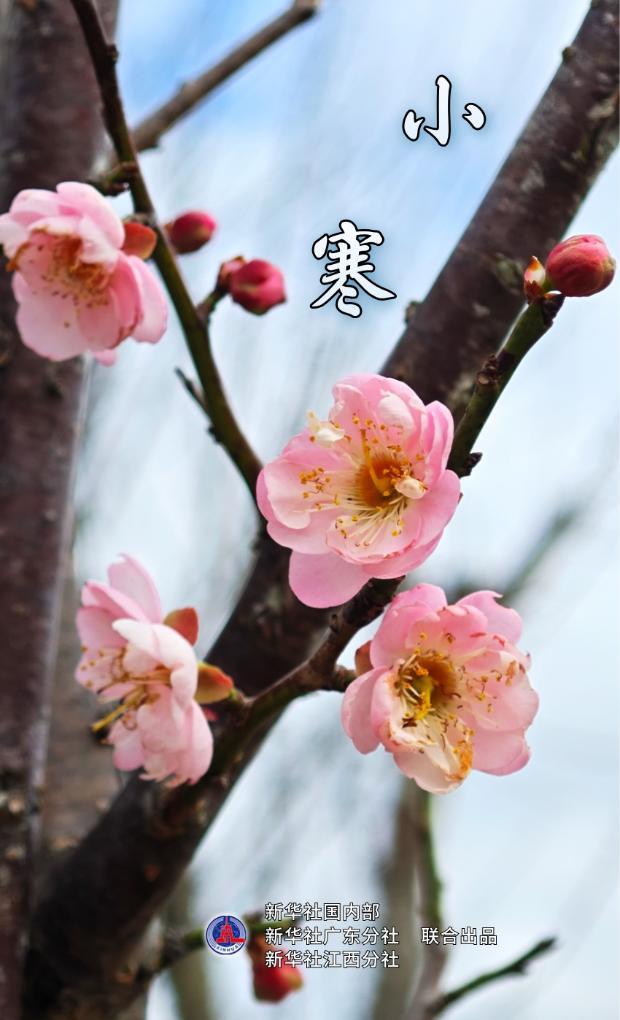 节令之美|小寒：梅开鸟归渚，桔红腊味香