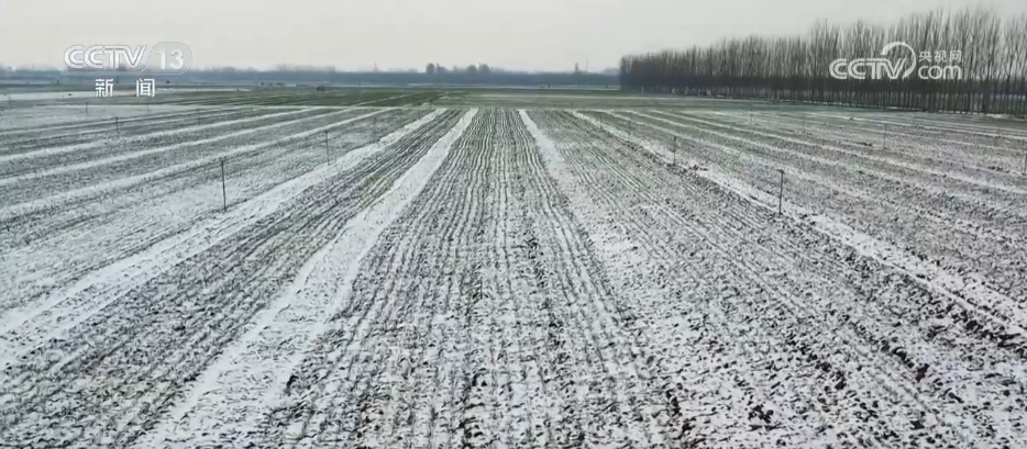 柑橘甜、菜飘香 冬日的田野蕴藏勃勃生机 果蔬丰收助力乡村振兴