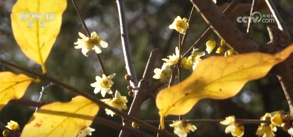 小寒节气 | 寒极迎春到，喜得梅花扑鼻香