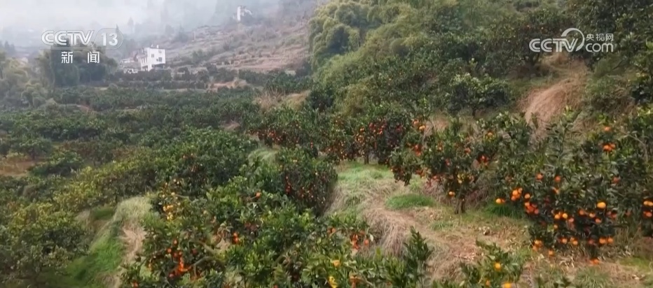 柑橘甜、菜飘香 冬日的田野蕴藏勃勃生机 果蔬丰收助力乡村振兴