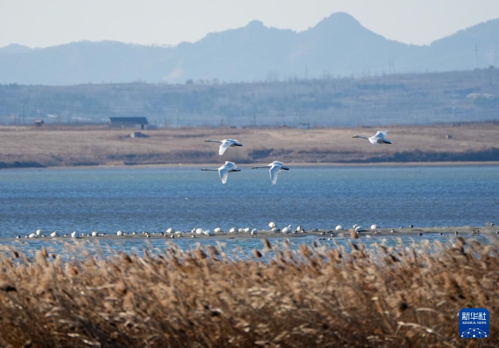 大批大天鹅在山东荣成越冬