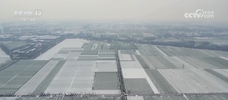 柑橘甜、菜飘香 冬日的田野蕴藏勃勃生机 果蔬丰收助力乡村振兴