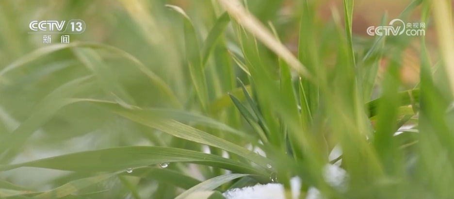柑橘甜、菜飘香 冬日的田野蕴藏勃勃生机 果蔬丰收助力乡村振兴