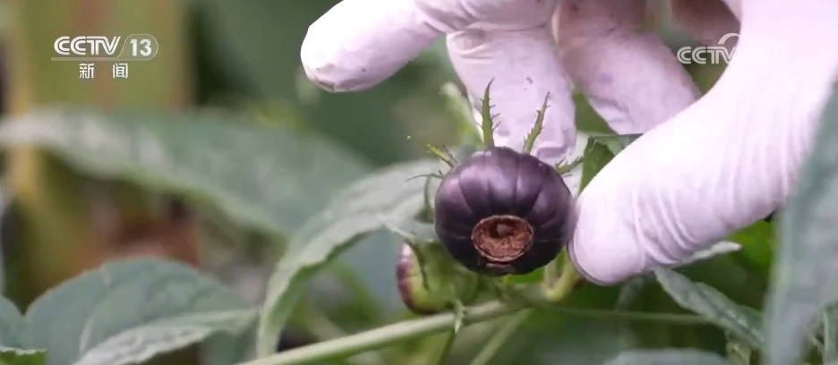 柑橘甜、菜飘香 冬日的田野蕴藏勃勃生机 果蔬丰收助力乡村振兴