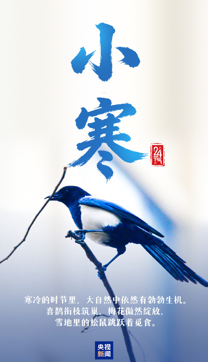 今日小寒 愿你心向暖阳 静待春归