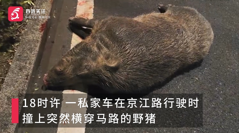 马路突现“二师兄”！江苏镇江一私家车遭野猪“吻”上，车损气囊被弹出