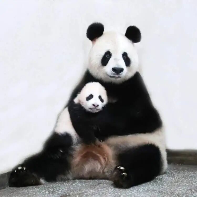 再见!熊猫七七 再见!熊猫七七