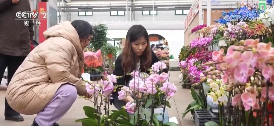 “鲜花经济”撬动节前火热消费 新品种添彩新春 年宵花香飘海外
