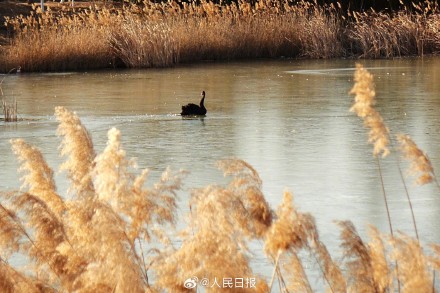 收藏!这组芦苇图可以当壁纸 收藏!这组芦苇图可以当壁纸