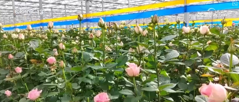 “新意+暖意”催热“年经济”新热力 “新花样”频出点燃消费“热引擎”