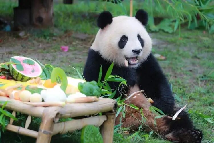 再见!熊猫七七 再见!熊猫七七