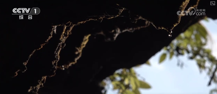 挑战超乎想象！8℃、湿度99%、6天5夜，解锁“太空特训”