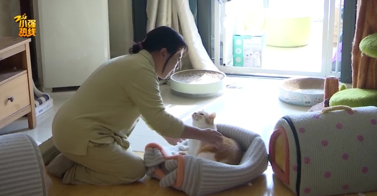 紧急求助！杭州女子救下6只流浪猫，母亲却突患重病，背后故事让人感动…