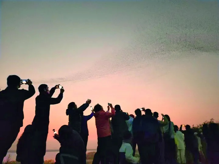 黄河三角洲“禁飞令”:尊重生命的快速响应 黄河三角洲“禁飞令”:尊重生命的快速响应