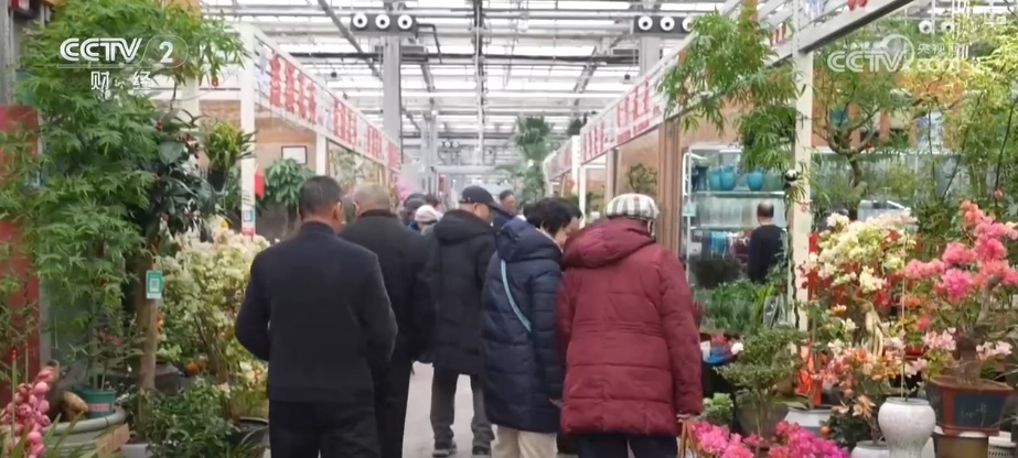 “鲜花经济”撬动节前火热消费 新品种添彩新春 年宵花香飘海外