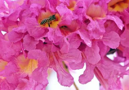 紫花风铃已成广州网红 错过就要等明年！