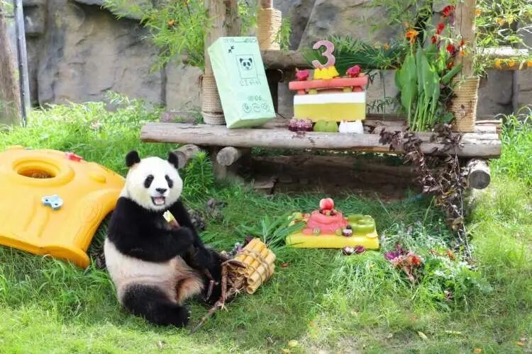 再见!熊猫七七 再见!熊猫七七