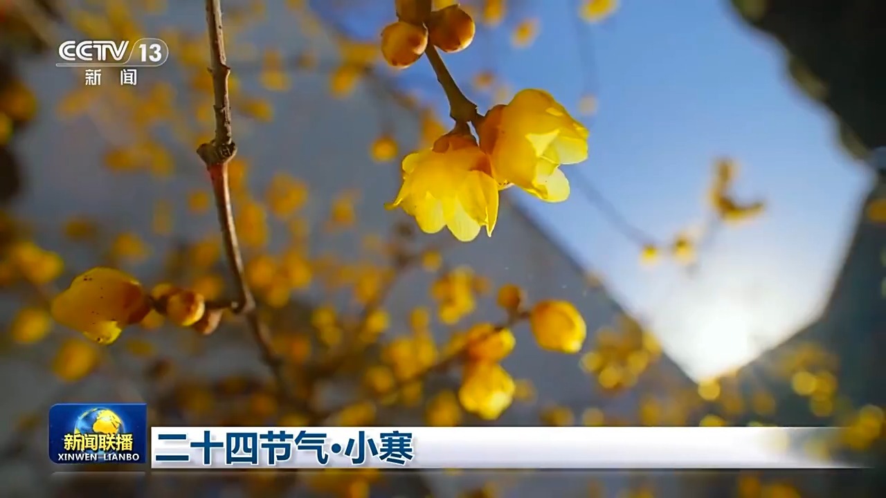 二十四节气·小寒 梅绽小寒枝头 大雁渐次北归