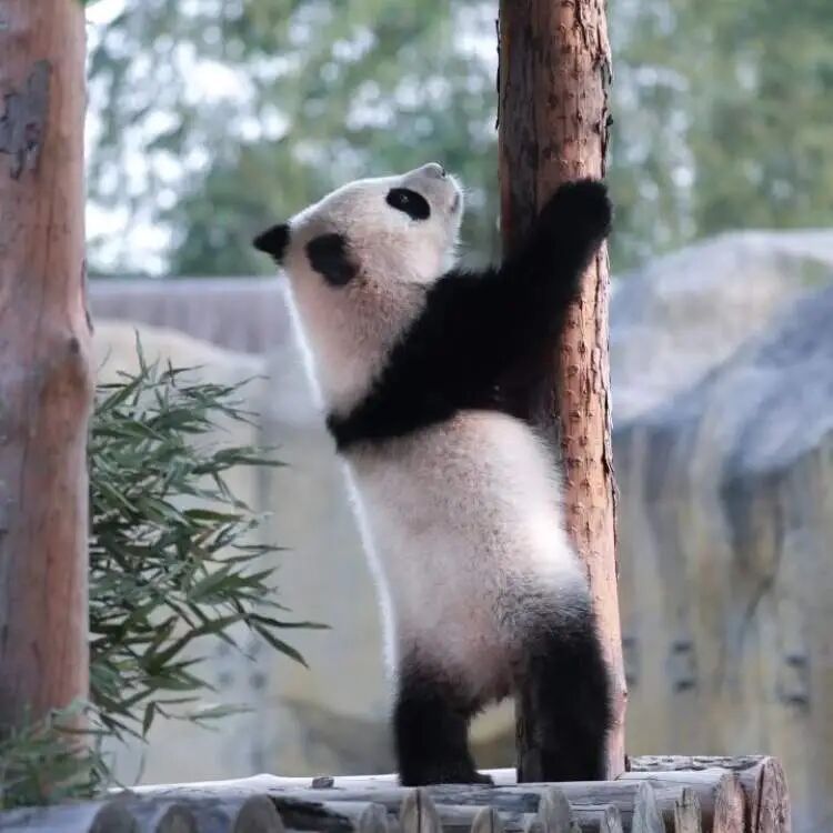 再见!熊猫七七 再见!熊猫七七