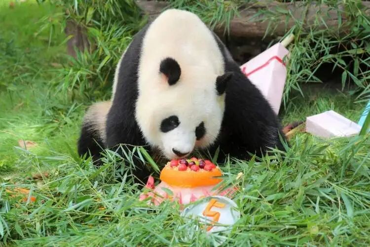 再见!熊猫七七 再见!熊猫七七