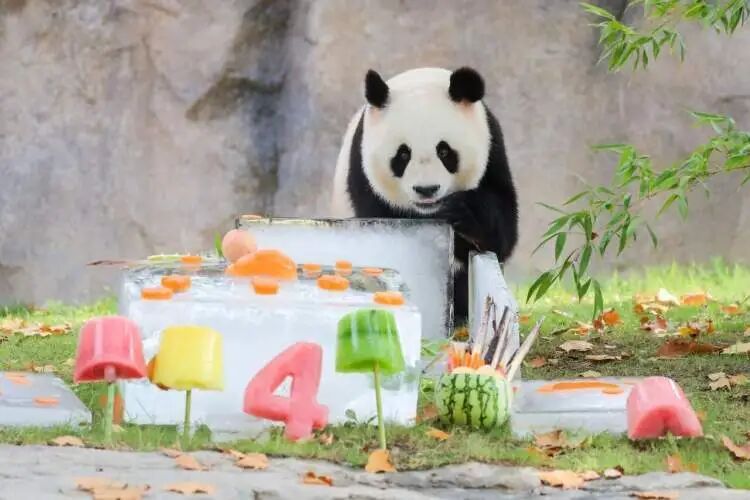 再见!熊猫七七 再见!熊猫七七